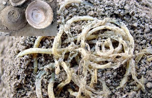 中国面条的发源与发展